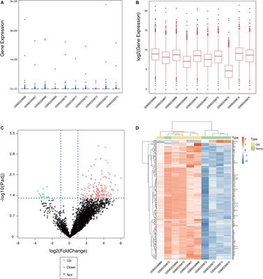 Identification of Key Genes and Potential New Biomarkers for Ovarian Aging: A Study Based on RNA-Sequencing Data